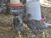 Turkeys — Foto 6