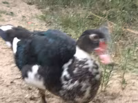 Ducks — 照片 7