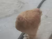 Chickens — foto 2