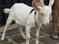 Goat, Saanen goat — photo 2