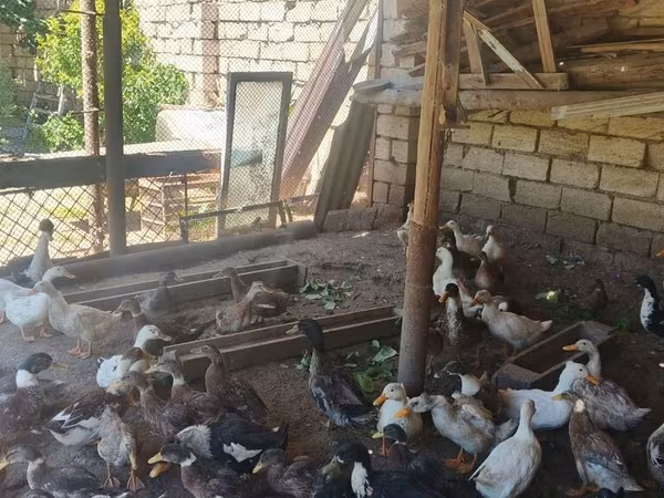 Ducks — Azərbaycan