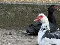 Ducks — zdjęcie 2