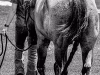 Caballo, Quarter Horse — foto 6