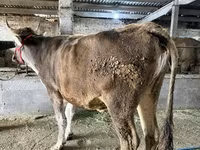 Vaca, Swiss cattle — foto 4