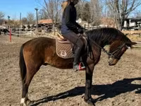 Aygʻir, Hungarian horse breed — 3-rasm