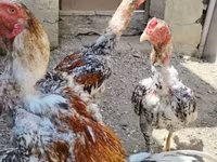 Chickens — Foto 2