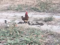 Chickens — फ़ोटो 4