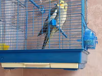 Növ: Nimfa (Cockatiel) cütlük Təsvir: Şəkillərdə göründüyü kimi iki — 照片 4