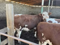 Buğa, Simmental cattle — foto 7