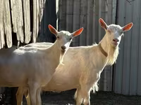 Goat, Saanen goat — photo 1