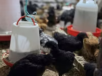 Chickens — photo 3