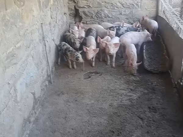 Ana donuz, Donuzlar