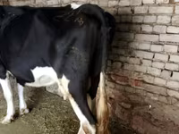 Buqa, Russian Black pied cattle — 4-rasm