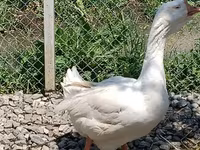 Geese — photo 2