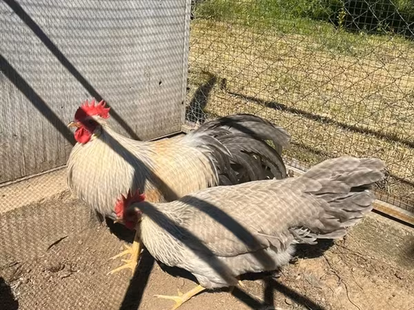 Leghorn — Azerbaijan
