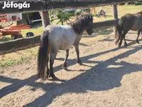Toychoq, Shetland Pony — 3-rasm