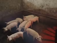 Säue, Schweine — Foto 4