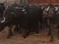 牛只（批次，未指定性别）, African Buffalo — 照片 1