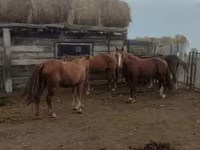 Kůň, Koně — foto 1