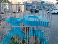 Hamster sağlam balalardır Qəfəs ilə bir yerdə satılır çatdırılma var — الصورة 3