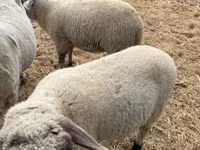 Beran, Tsigai sheep — foto 2