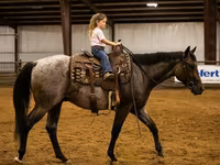 Cavalo, Quarter Horse — foto 5