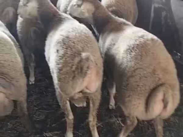 Sheep (batch, sex not specified), Sheep — Azerbaijan