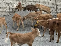 Buğa, Mal-qara — foto 1