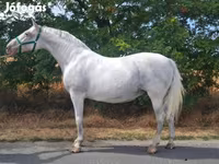 Klisna, Lipizzaner — foto 1