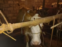 Kuh, Simmental cattle — Foto 2