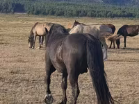 At, New Altai Horse — foto 3