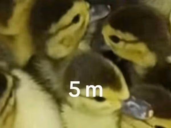 Ducks — Azerbaijan