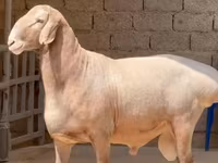 Ram, Sheep — photo 1