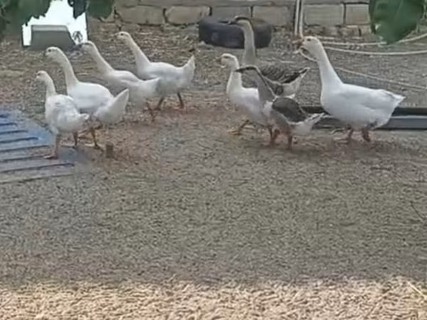 Geese — Azerbaijan