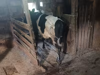 Vaca, Raza Holstein — foto 2