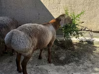 Beran, Ovce — foto 2