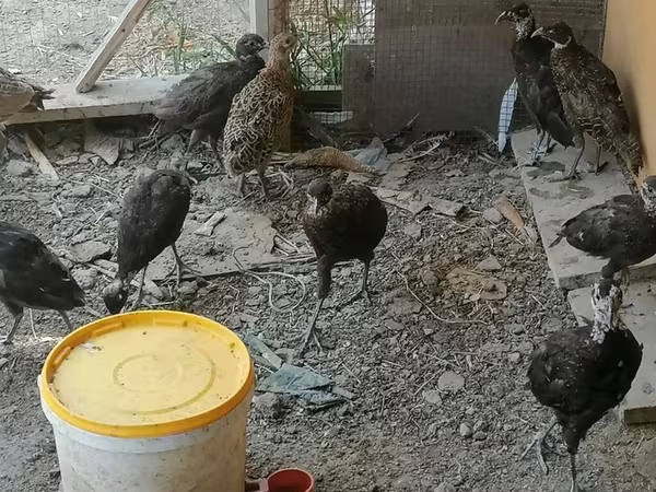 Guinea fowl