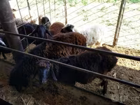 公羊, Sheep — 照片 2