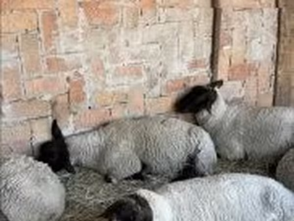 Ovelha, White Suffolk sheep