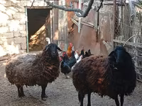 Qoyun, Karabakh sheep — foto 4