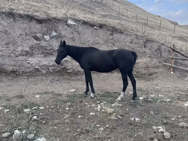 Madyan, Russian Don