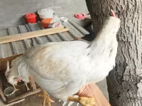 Chickens — الصورة 1