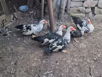 Ducks — 照片 2