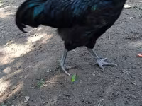 Chickens — photo 2