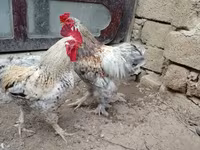 婆罗门鸡 — 照片 1