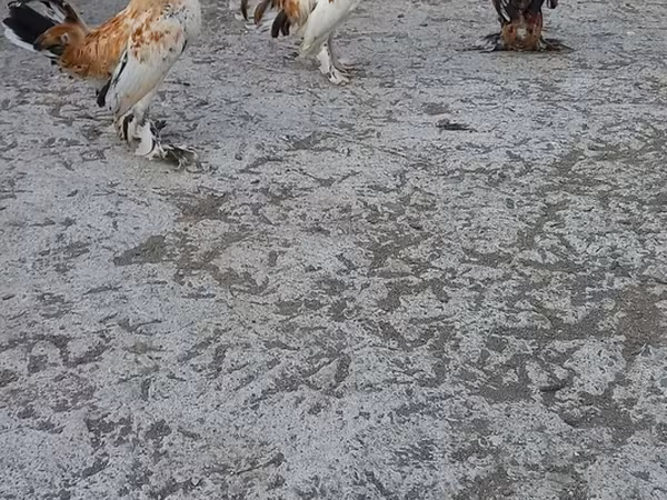 Japanese Bantam
