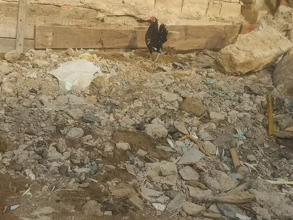 Chickens — Azerbaijan
