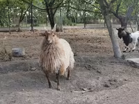 母羊, Racka sheep — 照片 4