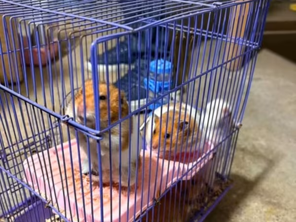 Bənövşəyi tel qəfəsdə hamsterlər üçün tam dəst - Rəng: bənövşəyi tel