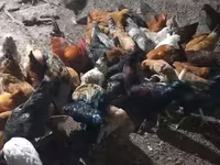 Chickens — الصورة 2